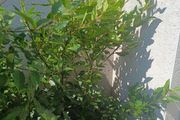 shrubs. Bay leaves
