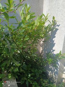 shrubs. Bay leaves