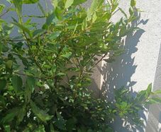 shrubs. Bay leaves