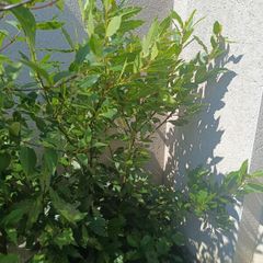 shrubs. Bay leaves