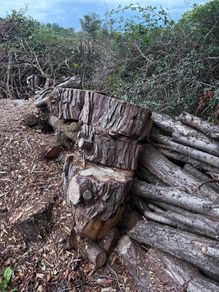 Firewood