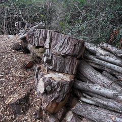Firewood