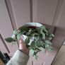 house plants 5euro each Image 4