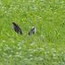 Longgrass