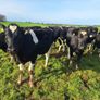 6 PBR Incalf heifers Pedigree Hol/Fr Image 5
