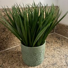 Home decor Carolyn Donnelly articula plant