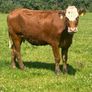 5 star heifer and heifer calf Image 3