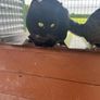 Cat adoption Image 7