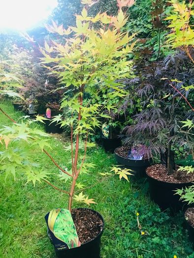 Japanese acers - wide selection