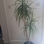 Dragon Tree Image 6