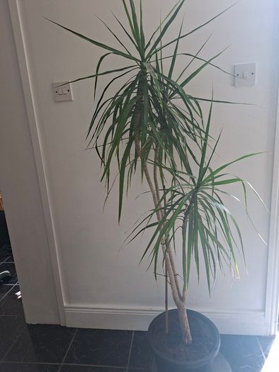 Dragon Tree