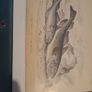Antique fish prints Image 3