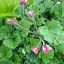 Geum Rivale (Water Avens) Image 3