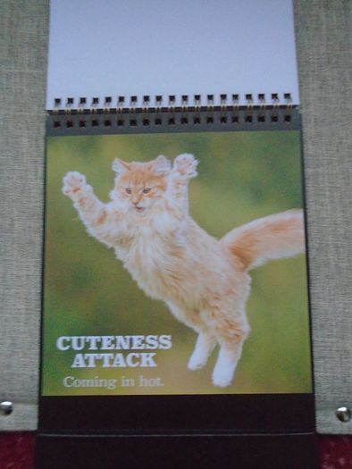 Cat themed flip book, Gift. Book.Mother's Day gift