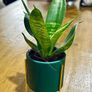 Sansevieria Mix in 9cm decorative pot Image 8