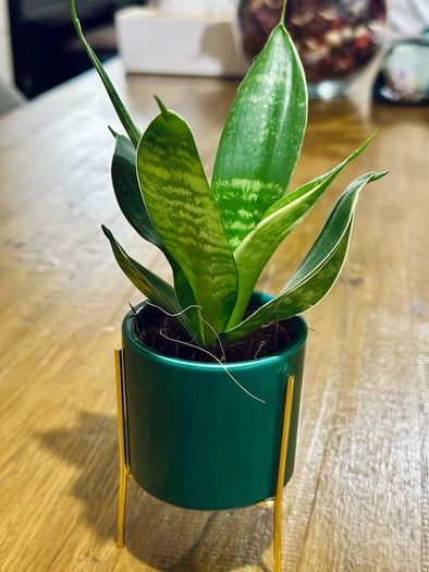 Sansevieria Mix in 9cm decorative pot