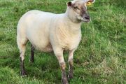 Ewe Hoggets