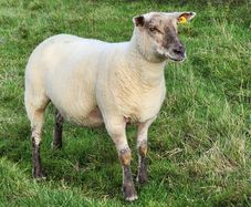 Ewe Hoggets