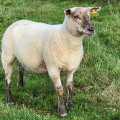 Ewe Hoggets