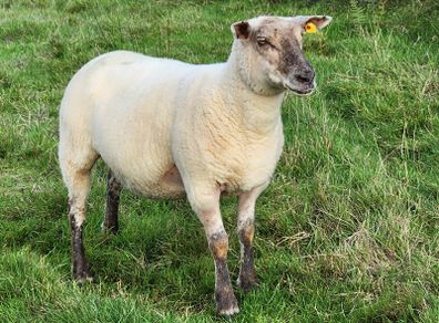Ewe Hoggets