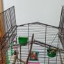 Bird Cage Image 4