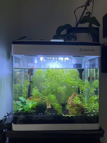fish