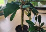 The Madagascar Jewel Seeds and Plants