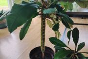 The Madagascar Jewel Seeds and Plants