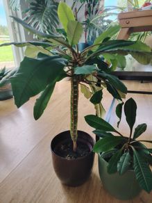 The Madagascar Jewel Seeds and Plants