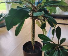 The Madagascar Jewel Seeds and Plants