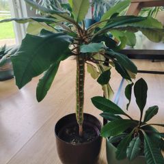 The Madagascar Jewel Seeds and Plants