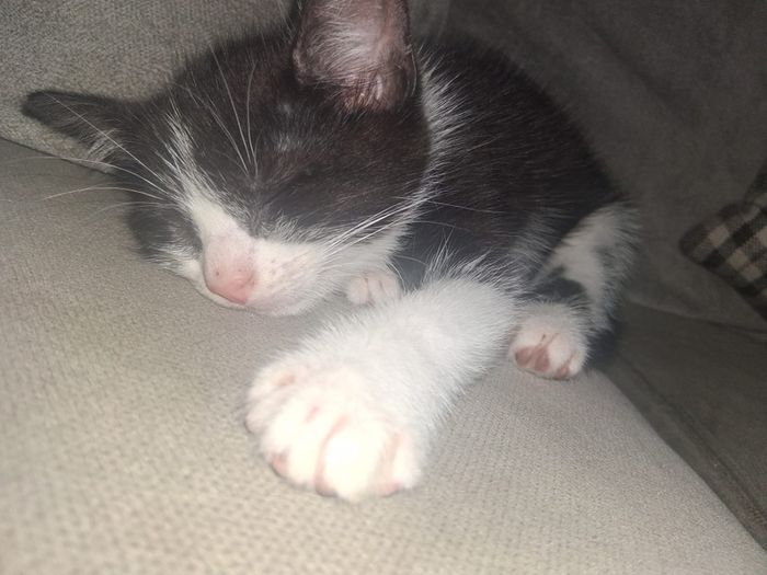 kitten for adoption