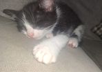 kitten for adoption