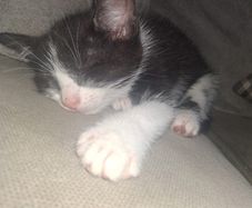 kitten for adoption