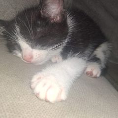 kitten for adoption