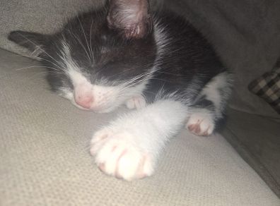 kitten for adoption