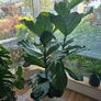 Fiddle leaf fig pot plant Image 2