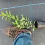 Portuguese Laurel Hedging Image 2