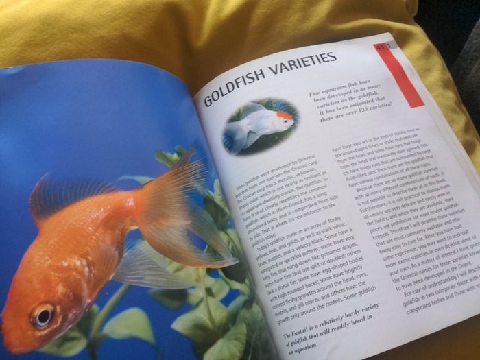 Goldfish -A Complete Pet Owners Manual
