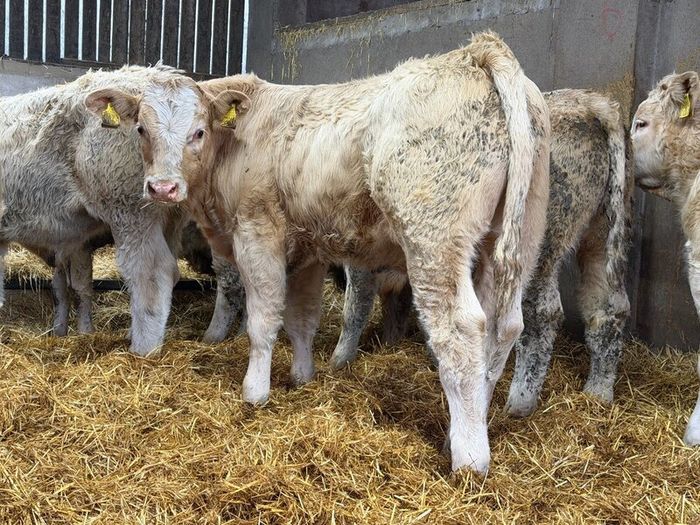 Charolais Bull Calves
