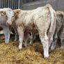 Charolais Bull Calves Image 5