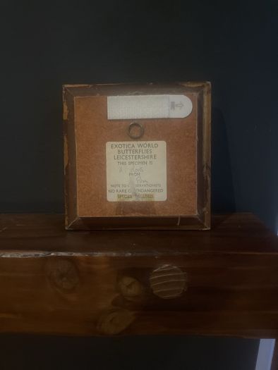 Antique Butterfly picture