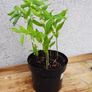 "Solomon's seal "(poligonadum). Image 4