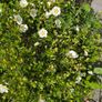 Flower bush Cistus ladanifer (Common Gum Cistus) Image 3