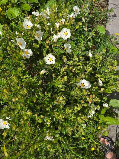 Flower bush Cistus ladanifer (Common Gum Cistus)