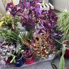 11 healthy Plants, Lucan