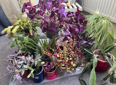 11 healthy Plants, Lucan