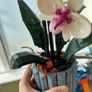 lego orchid Image 4