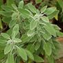 plants Image 2