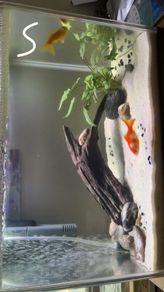 fish tank